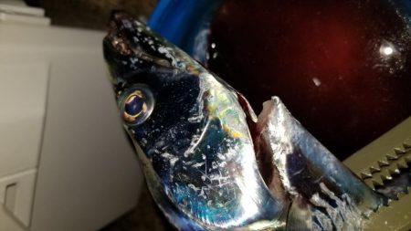 短時間　太刀魚