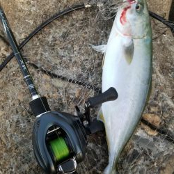 秋だ!祭りだ!青物フィーバー!