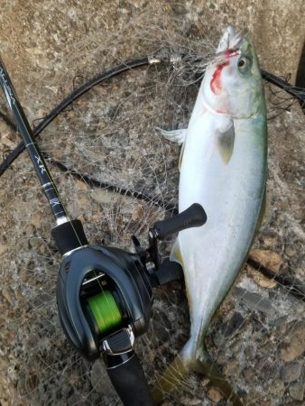 秋だ!祭りだ!青物フィーバー!