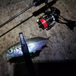 秋の夜長はアジングで♪