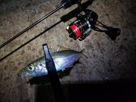 秋の夜長はアジングで♪