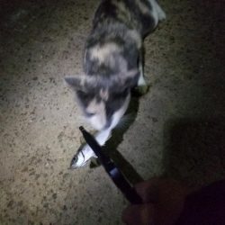 台風一過、アジング調査