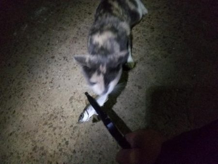 台風一過、アジング調査