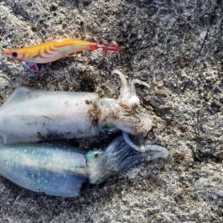 逢井漁港 エギング