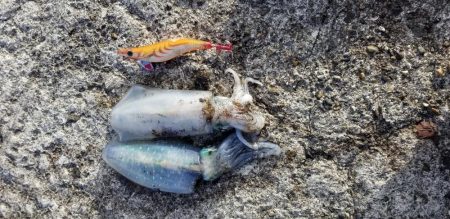 逢井漁港　エギング