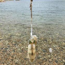 瀬戸内の島エギング(2019-6)