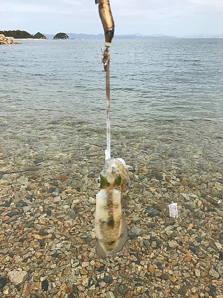 瀬戸内の島エギング(2019-6)