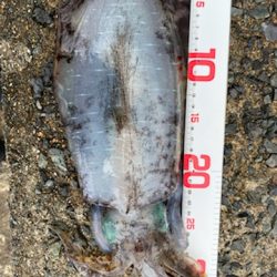 過去最高の・・・