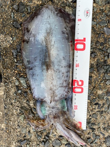 過去最高の・・・