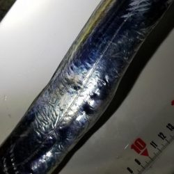 風にも負け…てしまいながらも