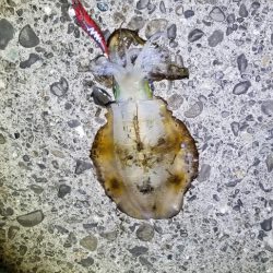 初島漁港内と近くのテトラでエギング