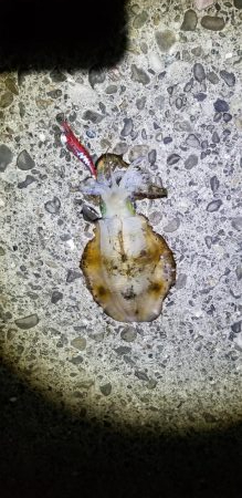 初島漁港内と近くのテトラでエギング