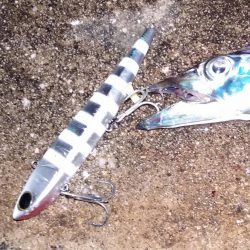 舞洲のタチウオ