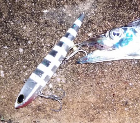 舞洲のタチウオ