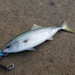 ハマチ渋い目！