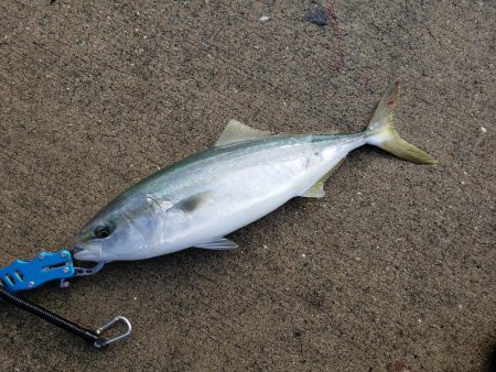 ハマチ渋い目！