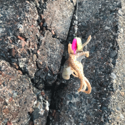 姫路イイダコ(2019-2)