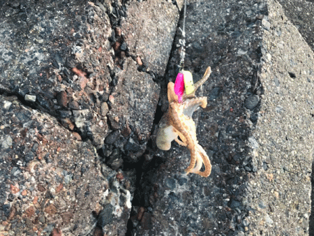 姫路イイダコ(2019-2)