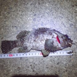 アコウ34cm クロソイ23cm