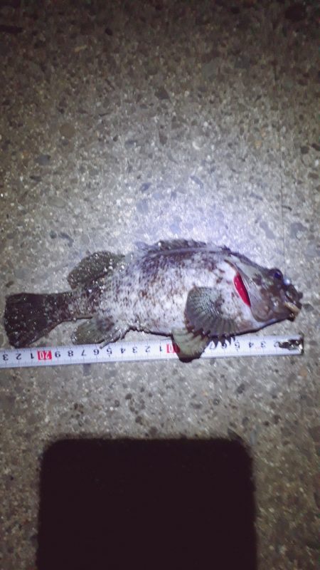 アコウ34cm クロソイ23cm