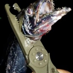 太刀魚お裾分けミッション