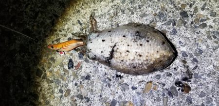 エギング　終盤？