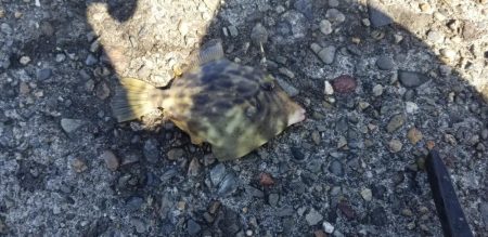 エギングと餌で