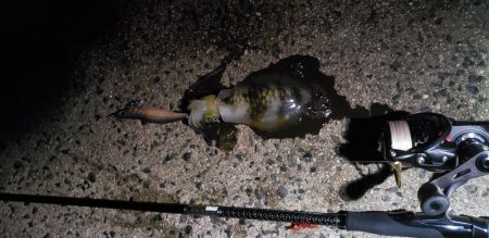 はじめて3.5号で釣れました