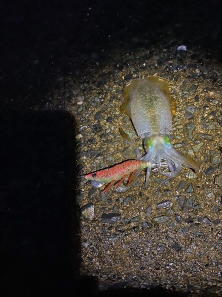 大変良くできました。