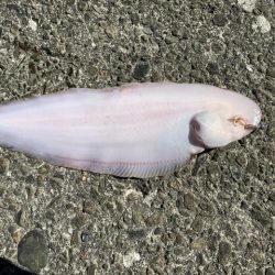 久しぶりのワームで