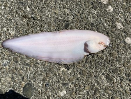 久しぶりのワームで