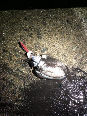 今季初エギング