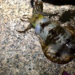 ２週間ぶりの淡路島