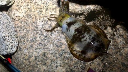 ２週間ぶりの淡路島