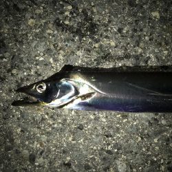 サバかと思ったらアジ！