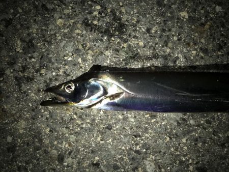 サバかと思ったらアジ！