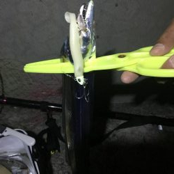 ナイトタチウオ