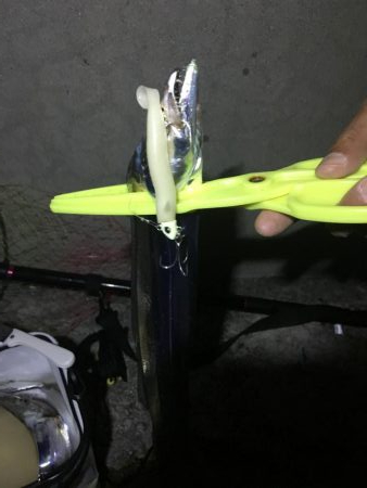 ナイトタチウオ