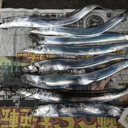 タチウオ朝マズメで爆釣