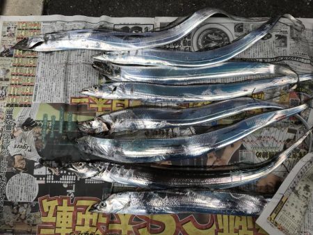 タチウオ朝マズメで爆釣