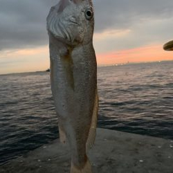 ミニ波止で五目釣り