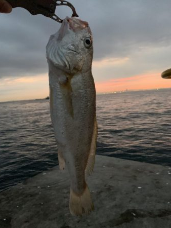 ミニ波止で五目釣り