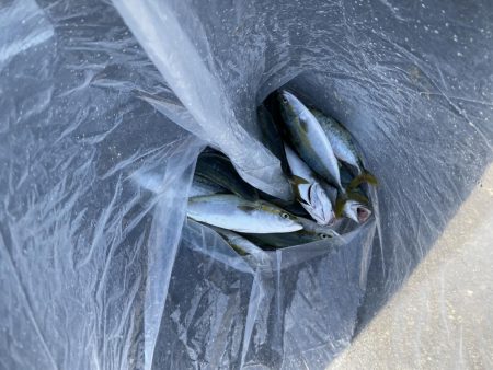 ハマチョ大量丸