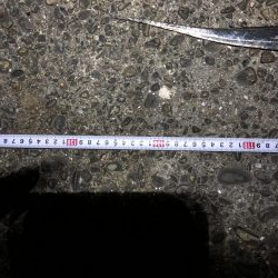 ドラゴンでました