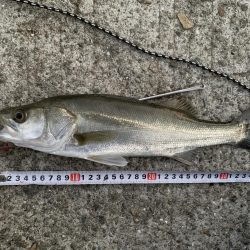 思いがけないゲスト