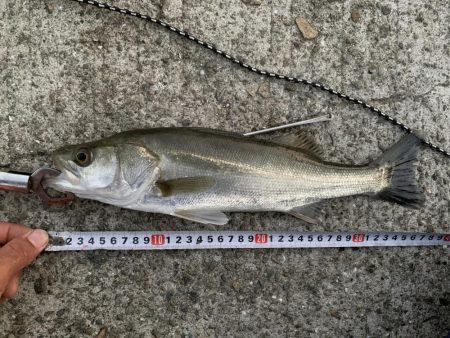 思いがけないゲスト