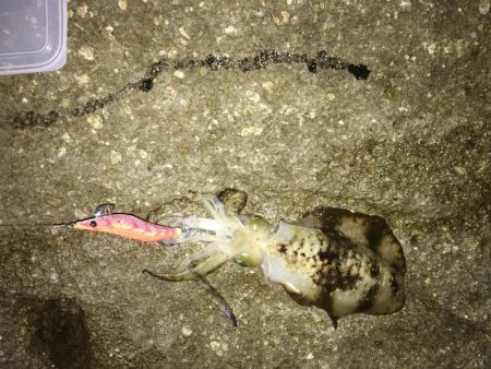 今秋4回目の丹後半島