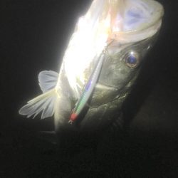 サヨリはいるも薄くなり