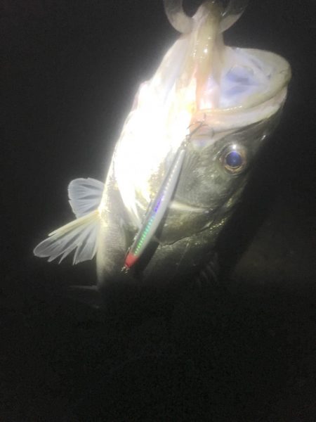 サヨリはいるも薄くなり