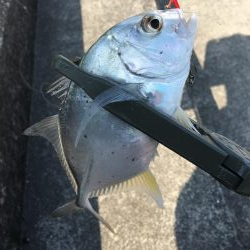 河口でのメッキゲーム